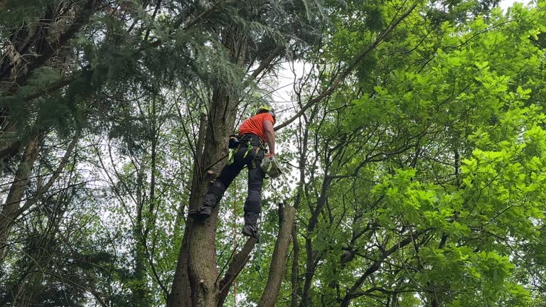 Mulching Services in Gerber, CA